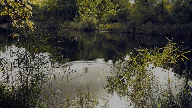 erste Doku; Lobau National Park - Still-Foto der Doku 'Learning from the Grassroots: Land in Sicht, Copyright: Eva Pudill'